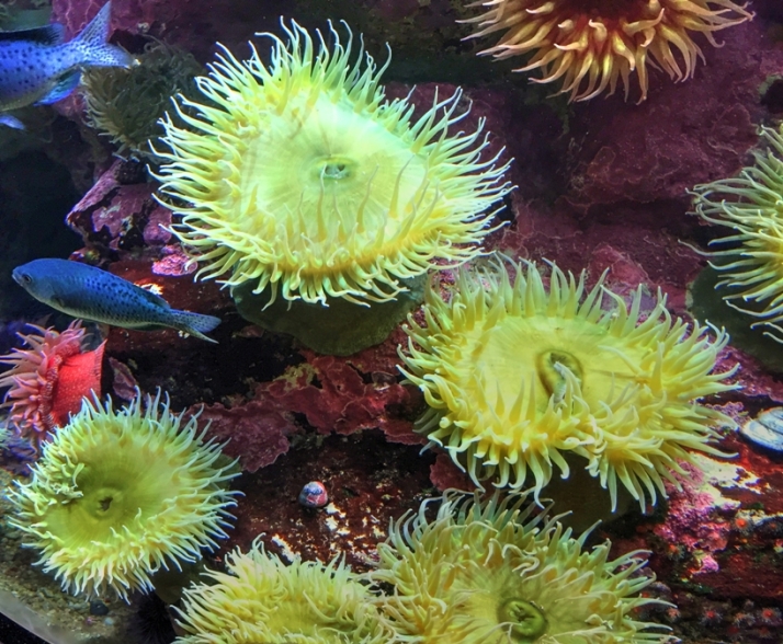 anemone-2-small